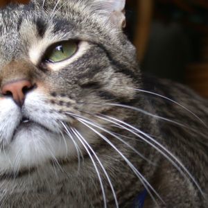 Meet your Posher, Giorgio